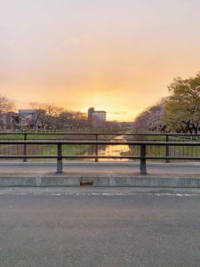 香流川桜並木